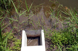 水際部には抽水植物を植栽