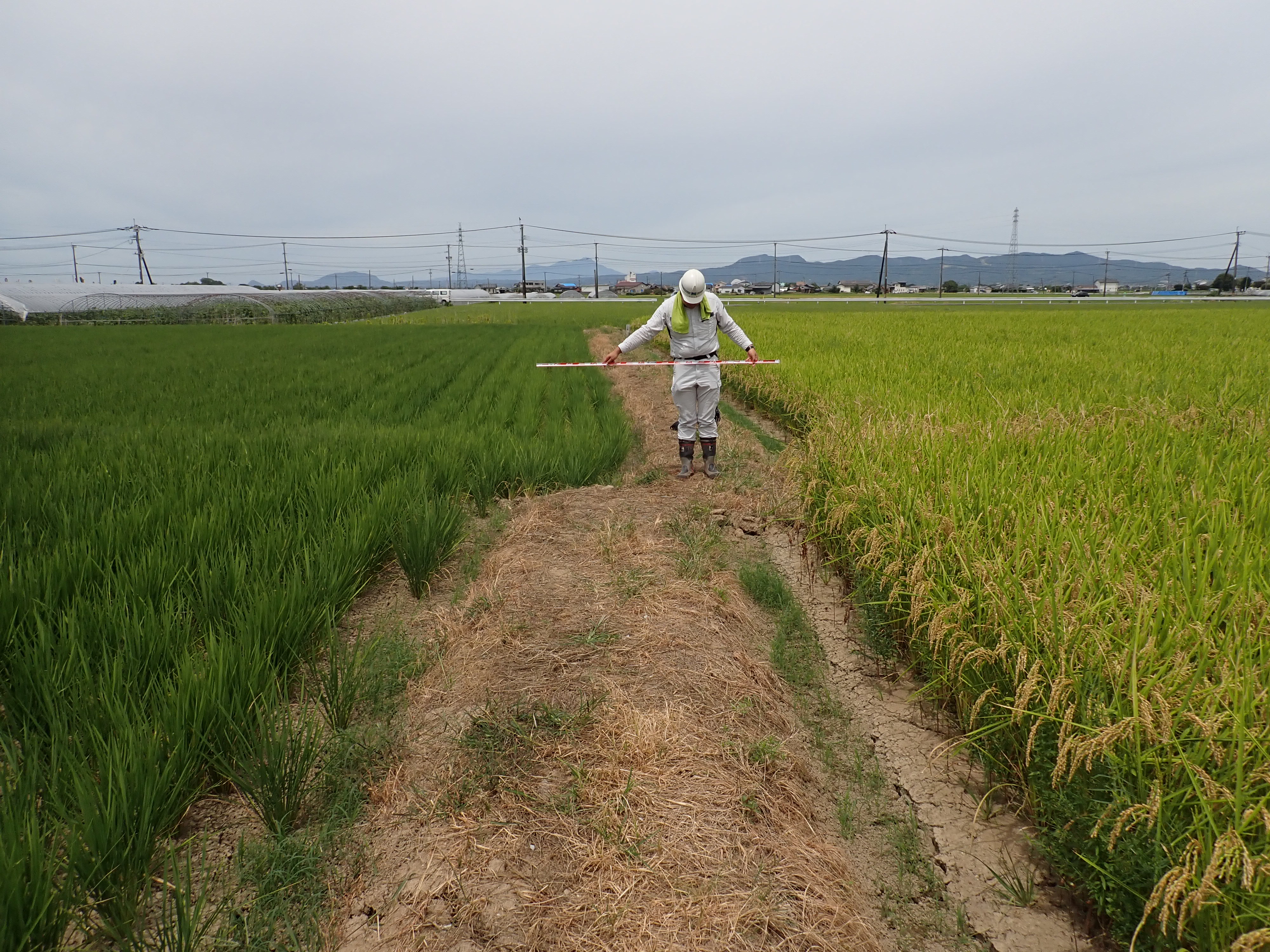260810_道の駅竜北南方_P8101718.JPG